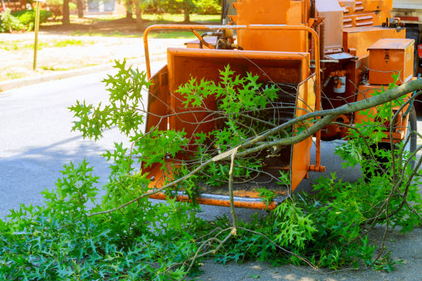 Best Tree Care Services  in Santa Rosa, NM